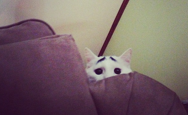 instagram, reddit, Internet, Katt